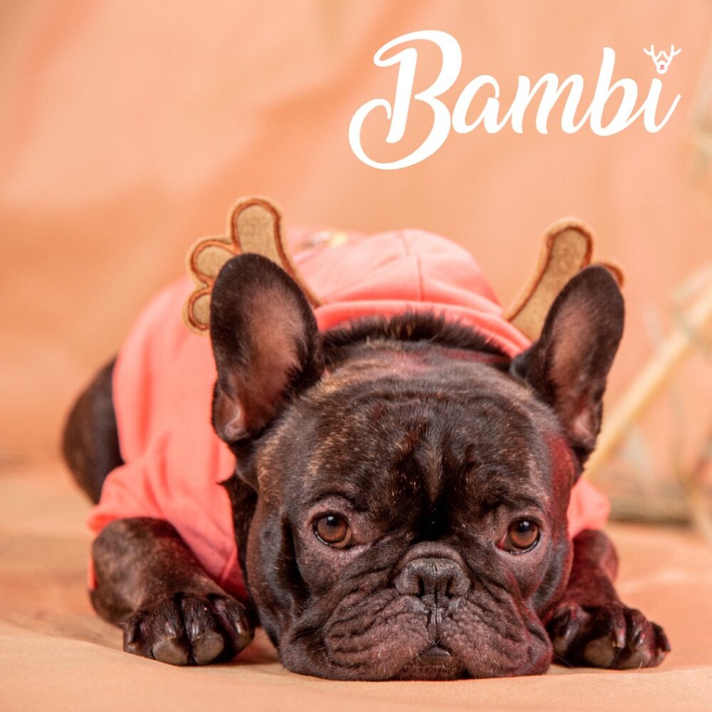 Hoodie for dogs - Dog Clothes - Disney Character - Bambi - Pink or Grey -